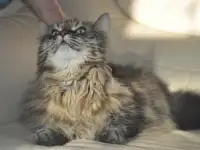 Умнейший котик мейн-кун Боня, любимец умершей хозяйки ищет дом, фотография 3