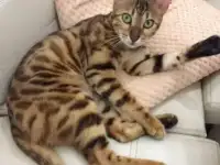 Бенгальские котята, фотография 4
