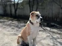 Щенок САО