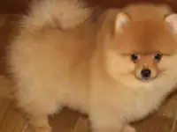 Щенки шпица