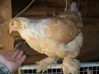 Инкубационное яйцо кур породы Брама лимонная, фотография 3