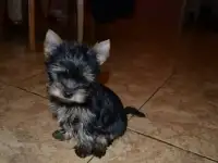 Щенки йоркширского терьера