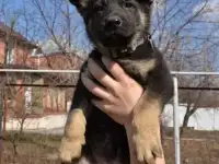 Щенок ВЕО. 2 мес. с документами.