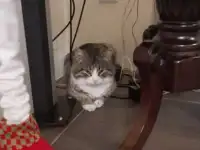 Ухаживаю за домашними животными, если вы заняты