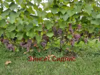 Саженцы винограда для Подмосковья., фотография 4