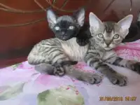 Котята девон-рекс, фотография 5