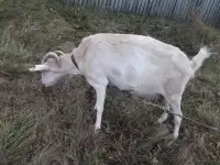 Коза продам
