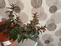 Цветы, фотография 2