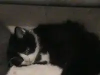 котят отдам добрым людям