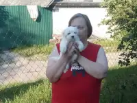 Щенки Мальтезе.резерв