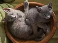 Продам котят