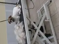 Стрижка собак и кошек профессионально в салоне на Кирова