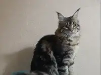 Девочка Мейн-кун