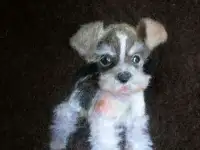 Декоративный элемент 