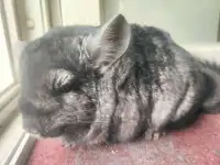 Шиншилла с клеткой