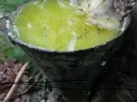 Живица сосновая