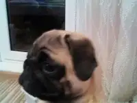 Продается щенок мопса бежевая девочка