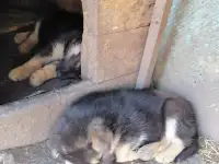 Продаются щенки Немецкой овчарки., фотография 3