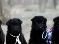 черные щенки немецкой овчарки