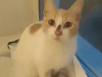 Отдам в добрые руки кошечку Малышку