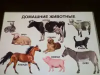 Развивающие плакаты, фотография 6