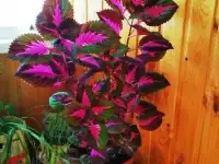 Тольятти. Продаю Колеус Блюма (Coleus blumei).