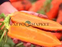 Морковь намибия f1 2,2-2,4 (1 000 000 семян) bejo