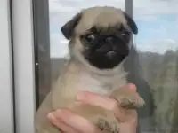 мопсята