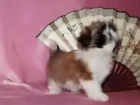 Ши-тцу 2 девочки, фотография 2