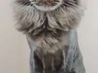 Стрижка животных, фотография 2