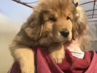 шенки мастифа