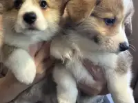 Щеночки корги