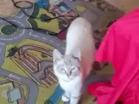 Продам кота тайца , игривый, некастрированный.