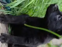щенки немецкой овчарки черного окраса