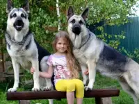 Щенки Восточноевропейской овчарки