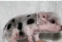 Микро пиги мини пиги минипиги, фотография 3