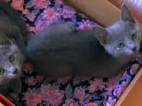 Продам котят, фотография 4