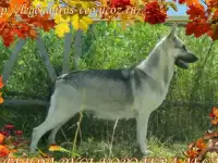 Восточноевропейские овчарки, фотография 7