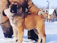 Высокопородные щенки САО (Алабай) разных окрасов, фотография 6
