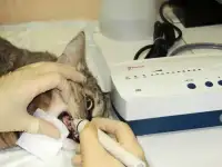 Ультразвуковая чистка зубов кошкам и собакам, фотография 2