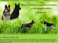 Щенки ВЕО РКФ