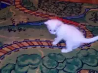 Отдам даром котенка, фотография 2