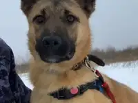Шура
