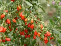 Продам саженцы Годжи