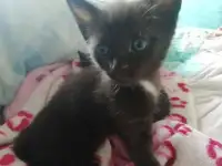 Отдам котят, фотография 2