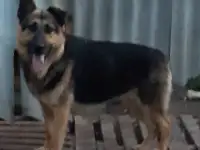 Вео в добрые руки