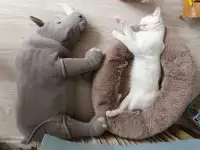 Передержка домашняя кошек и грызунов, фотография 4