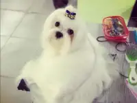 Вязка шикарного Мальтезе