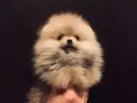 Микро мальчик и мини девочка