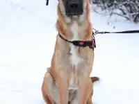 Лайма ищет дом, фотография 3